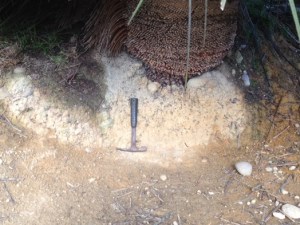 Figure 2:  Pebbles and cobbles eroding from a bleached and weathered sand-silt material exposed at the base of a Xanthorrhea.