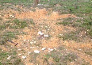 Figure 3:  Scatter of pebbles and cobbles eroding from a bleached, weathered and somewhat ferruginised sand-silt material.  Note the oblate character of many of the cobbles.