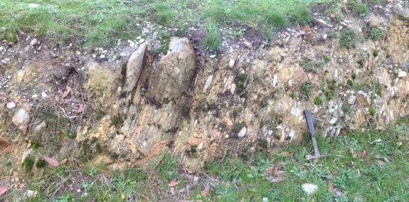 Figure 5:  Pebbles and cobbles, now seen as significantly deformed parallel to the cleavage in steeply dipping bedrock which has been strongly altered by weathering. 